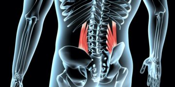 Quadratus Lumborum Function